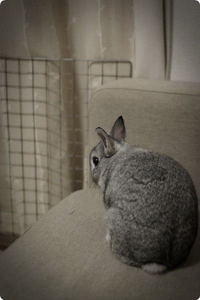 …うふふ。