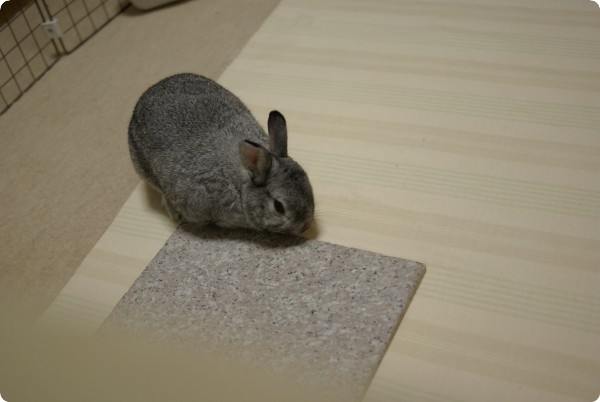 ふむふむ、ここがいい…。