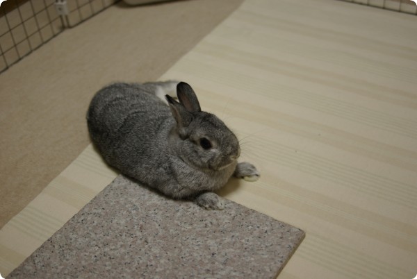 ちょこん