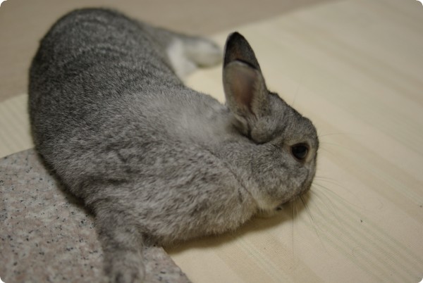 ぺろぺろ
