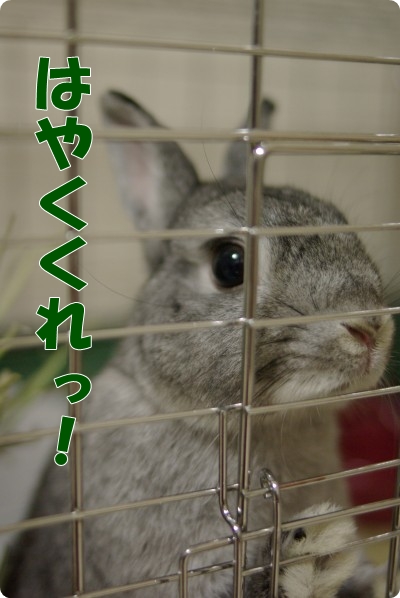 ぎみあぺれっと!はりあぷはりあぷ!