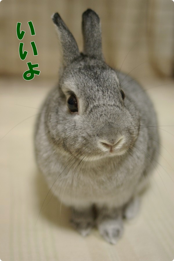 かわいさ成分100%