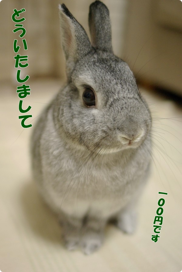 キャンペーン価格です