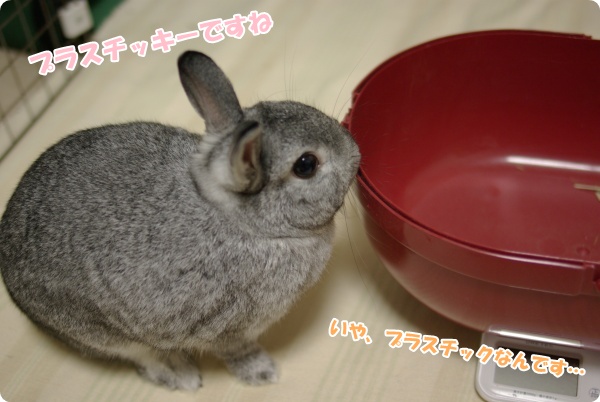 つんつん