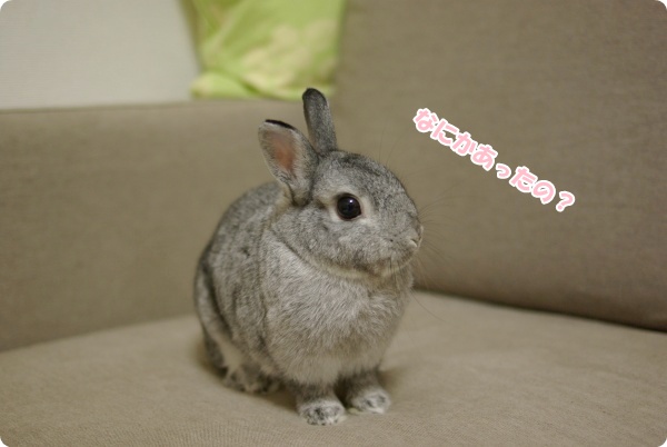 ちょこん