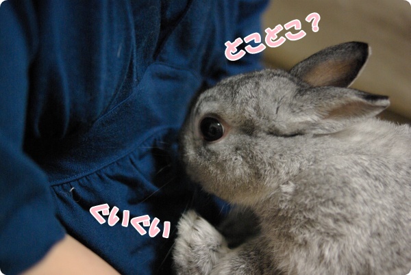 おひざの上にちょこん