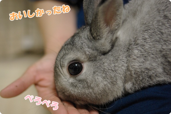 お皿はきれいに舐めましょう