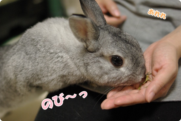うさぎのび
