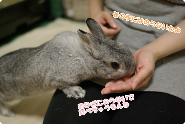 ずるいこ