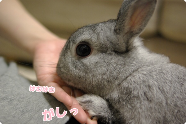 食べてるし…