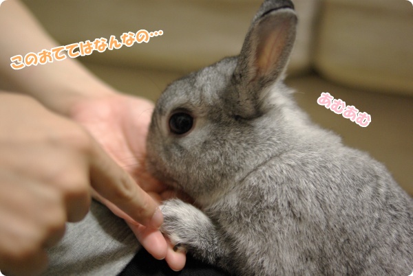 うさ知恵ですか…
