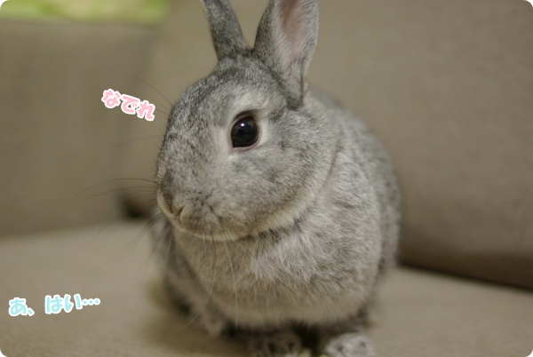 かわいいお顔で命令