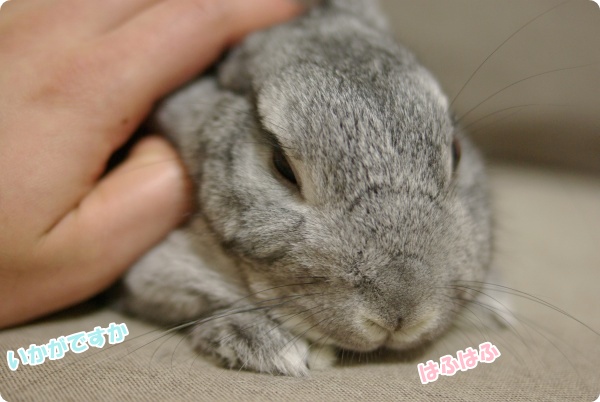 お顔がぺったりしてきます