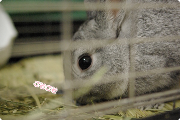 みっけ