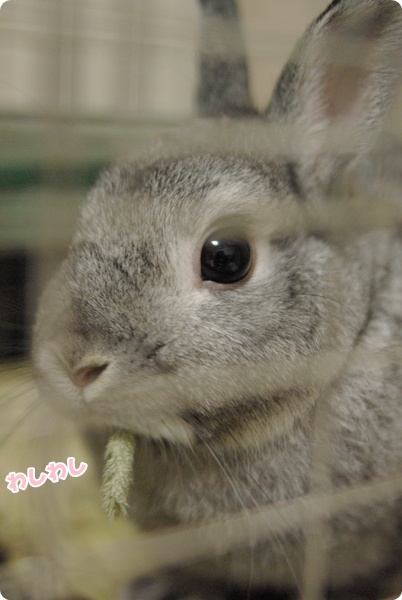 ぽりぽり