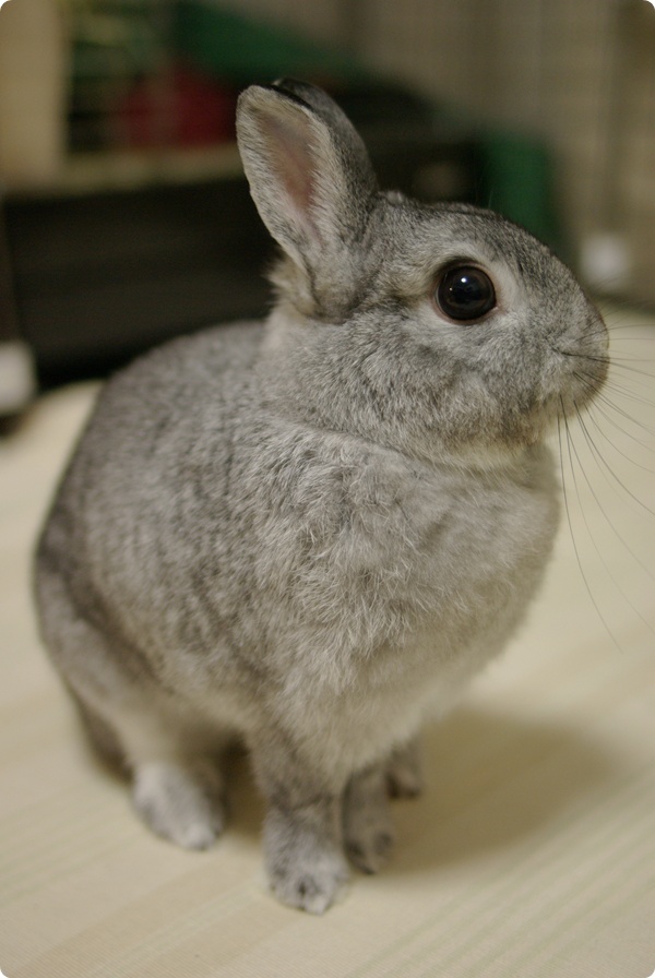きょとん