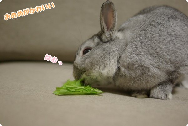ぱくり