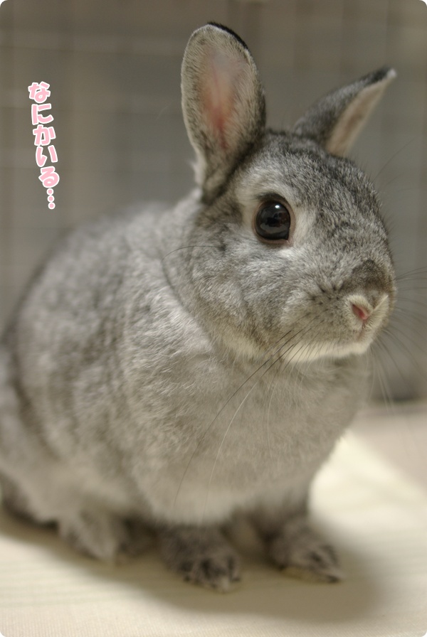 ゆんゆん