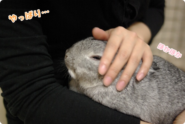 できたてだんご