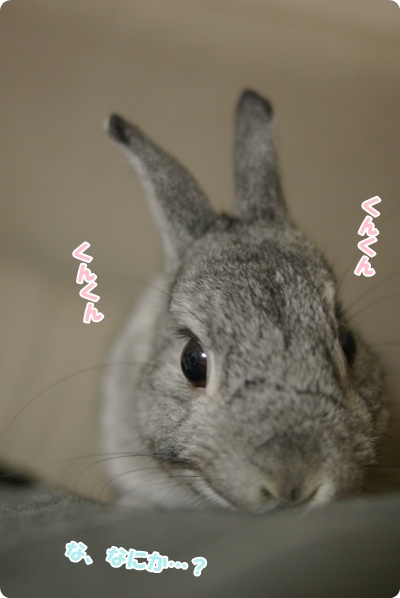 なにかしら?