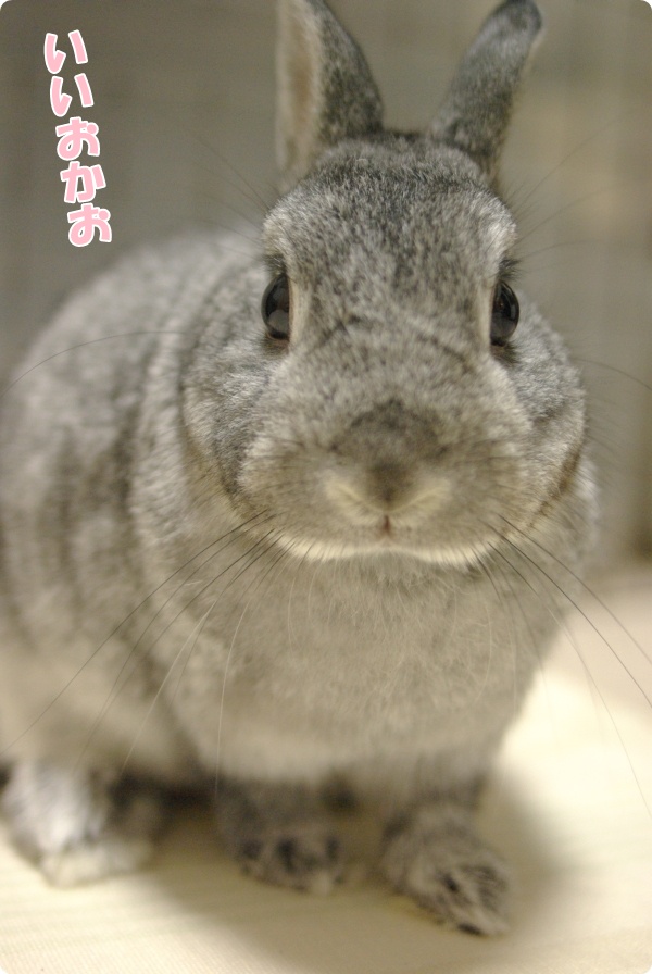 びしいっ