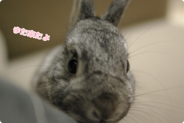 にょきっ