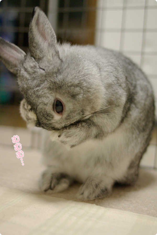 若きうさの悩み…