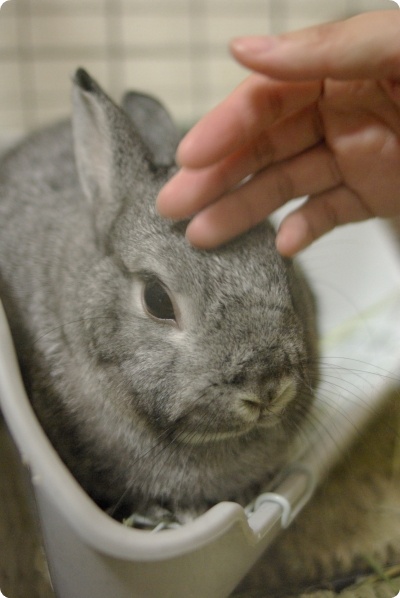 いいこいいこ
