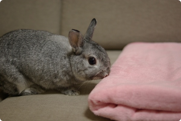 つんつん