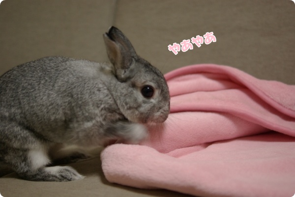 ほりほりほりほりほりほり!