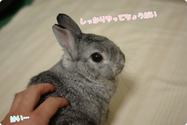 はは〜