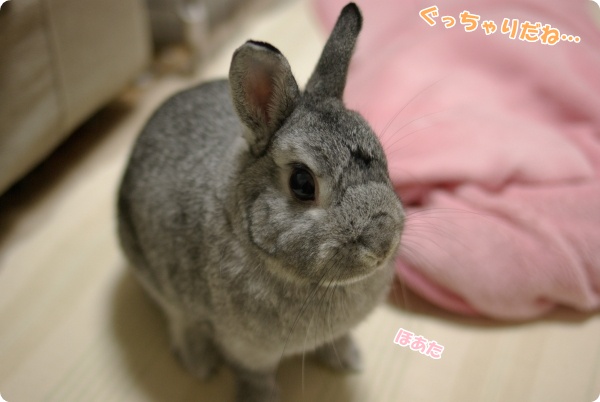 毛布はもうぐちゃぐちゃです