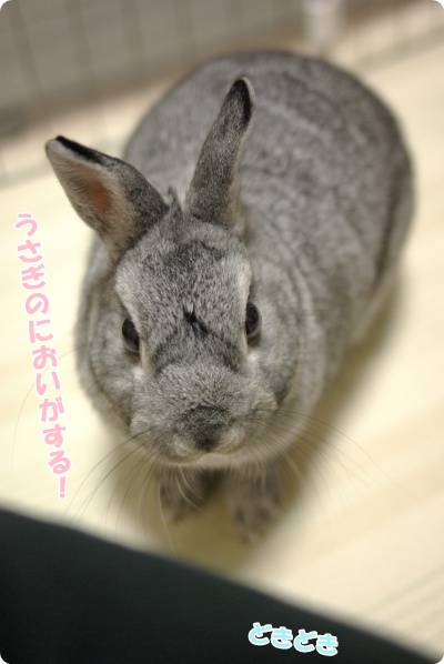 マナもうさぎだけど