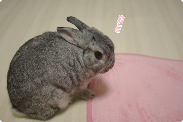 よっこいしょ