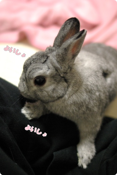 おててをのせまして…