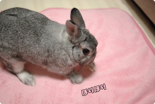 こてしらべ