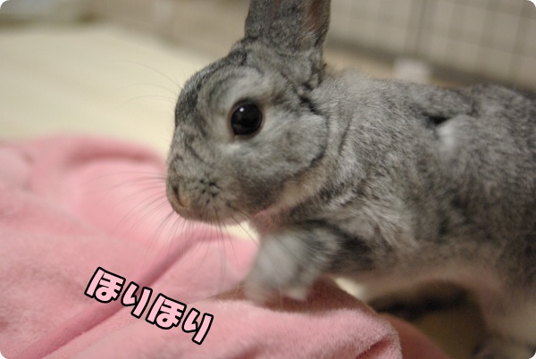 とや〜っ