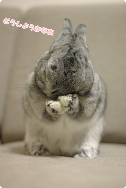むぎゅう