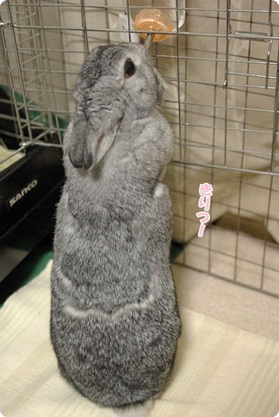 びよ〜ん