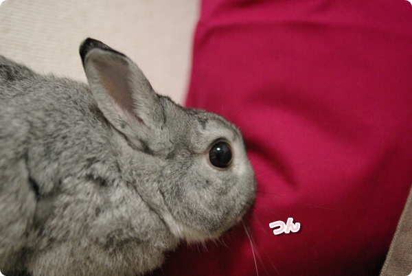 こっしょり