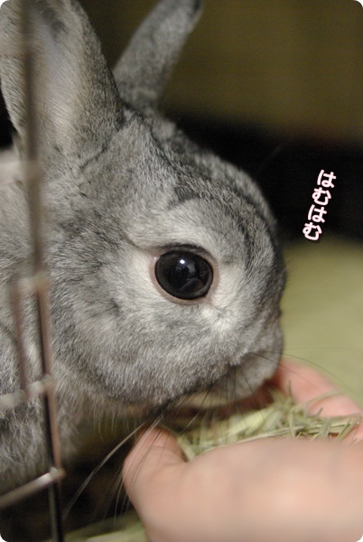 うまうま