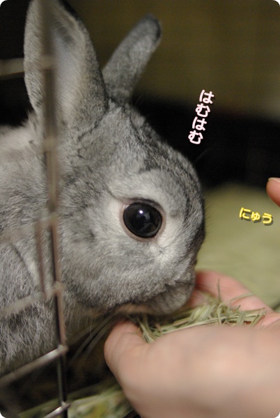 うまうま