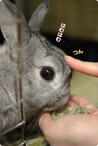 うまうま