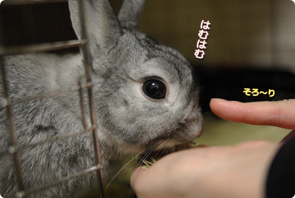 うまうま