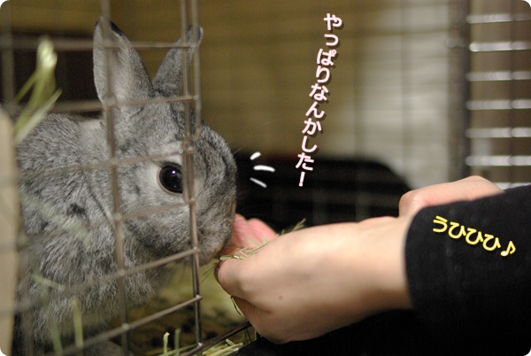 ちょっかい?
