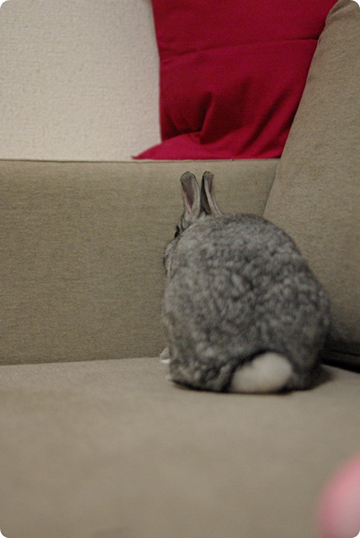 ちょこん