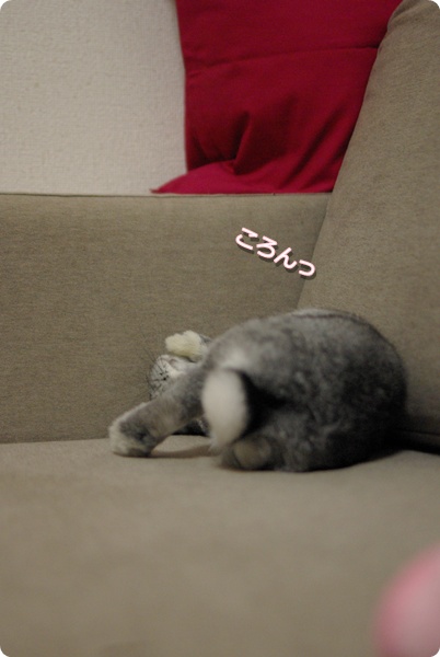 いきなりごろん