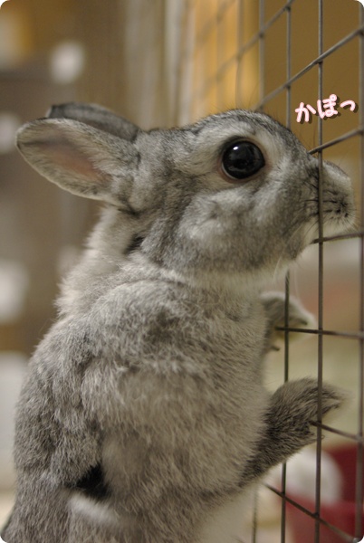 とんがりおはな