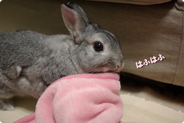 おあじみ