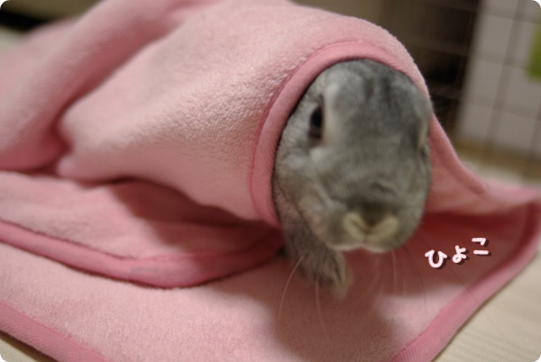 にょき〜ん